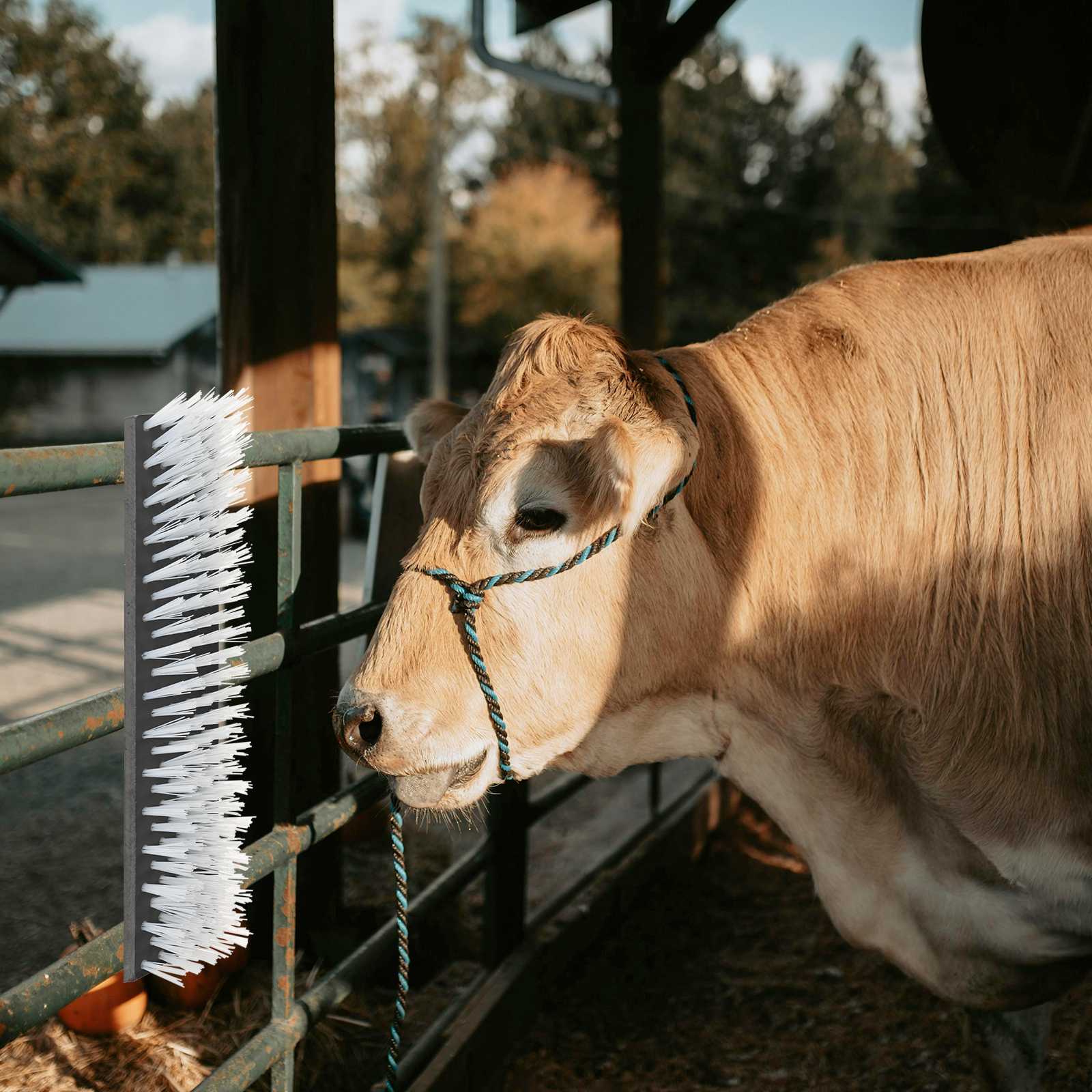 Cattle Brushes Wall-Mounted 50x10x6.5 cm